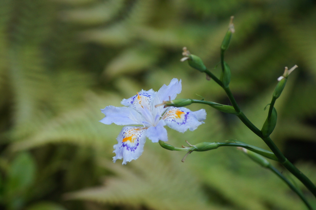 小川の花