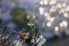 新芽ニョキニョキ