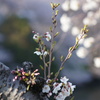 新芽ニョキニョキ