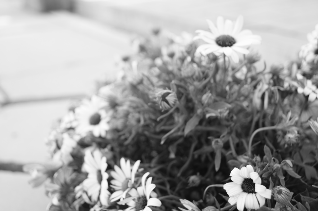 電柱の花