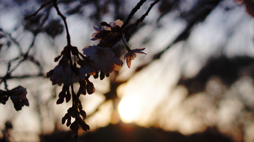 夕日を背にした桜