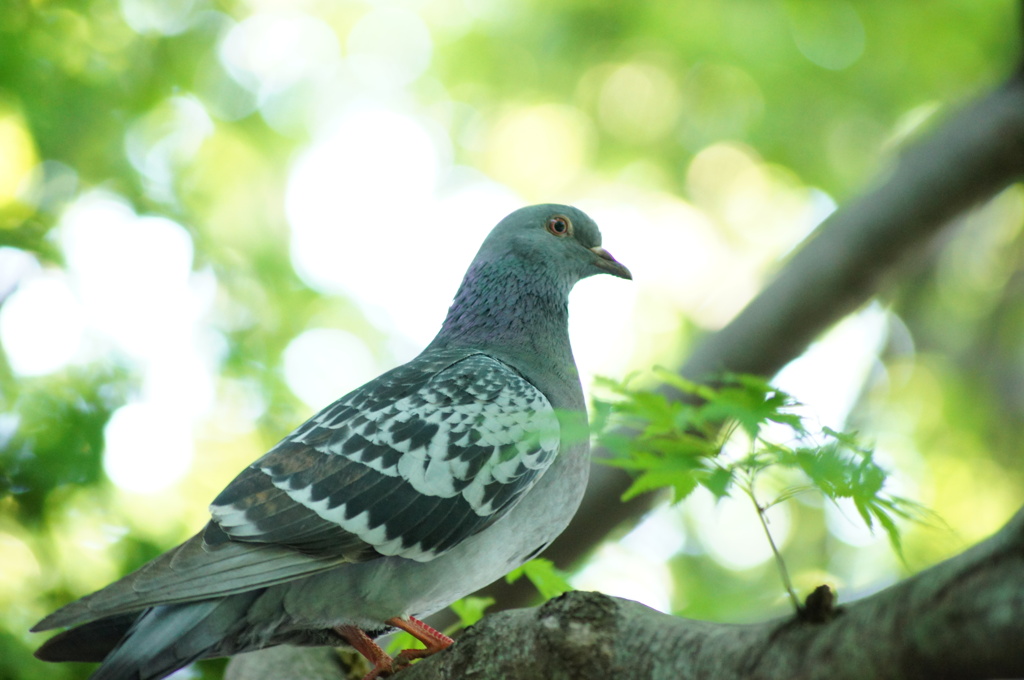 古河の鳩