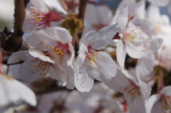 隣り合わせの花びら