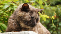 夏の江の島猫