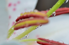 久しぶりの雨