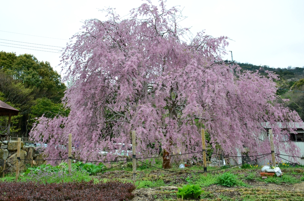 想い出桜