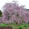 想い出桜