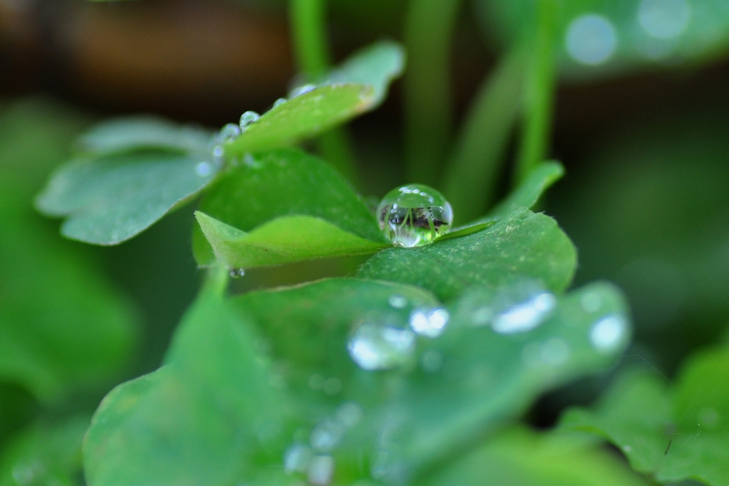 水玉