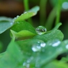水玉