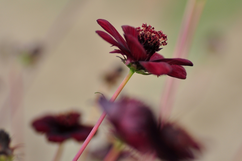 チョコレートこすもす②