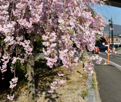 しだれ桜