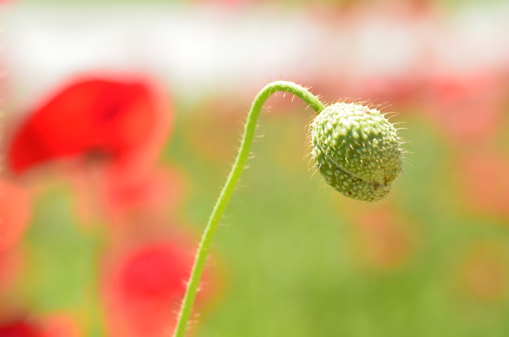 蕾