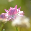 麦わら菊