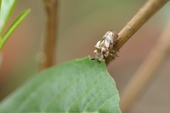 「よっ!」 逆立ち乗り