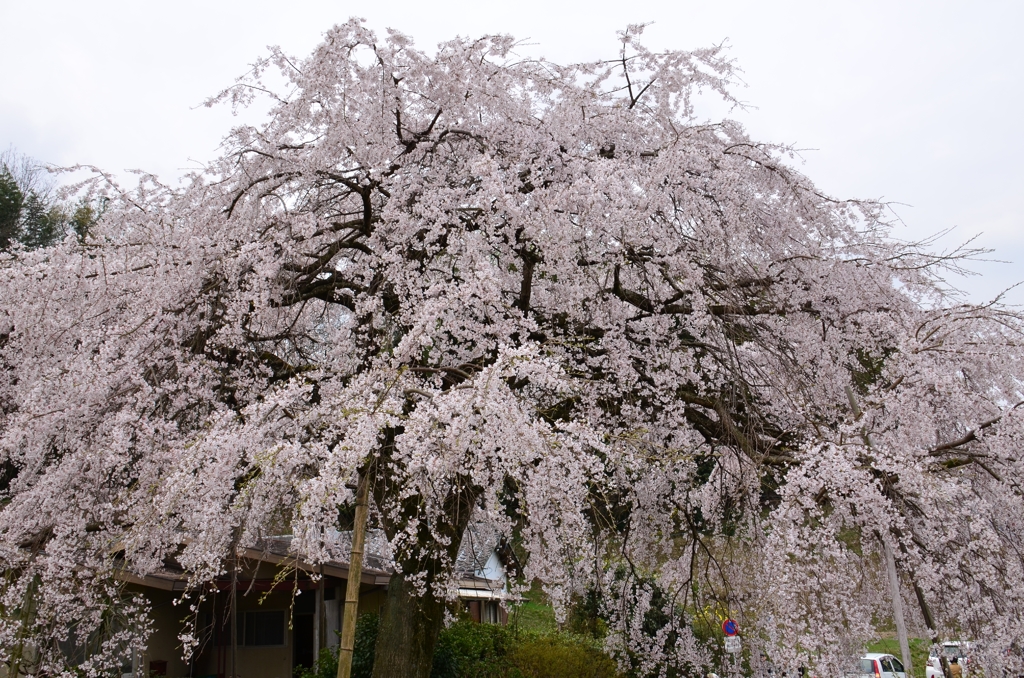 綾川の枝垂れ桜④