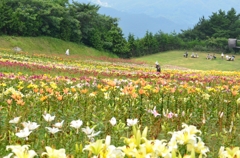 雲辺寺　ゆり園　