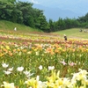 雲辺寺　ゆり園　