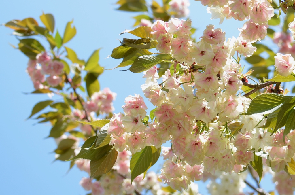 八重桜　 「鬱金（うこん）」　　　 