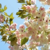 八重桜　 「鬱金（うこん）」　　　 