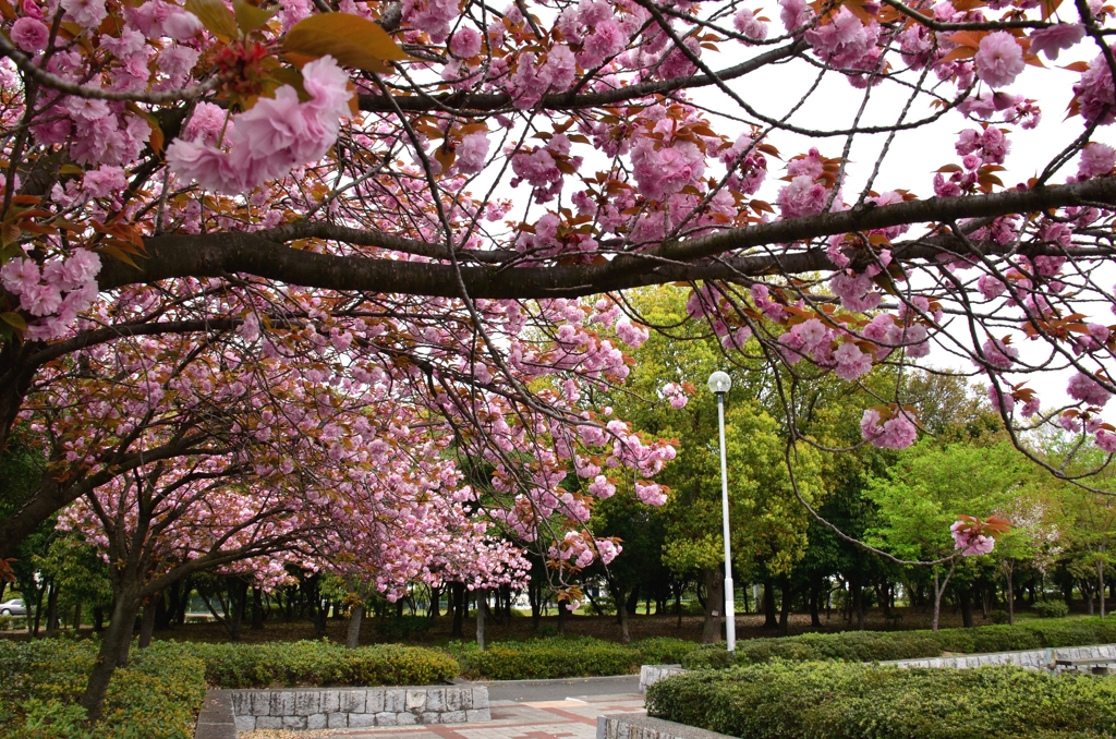 八重桜（牡丹桜）