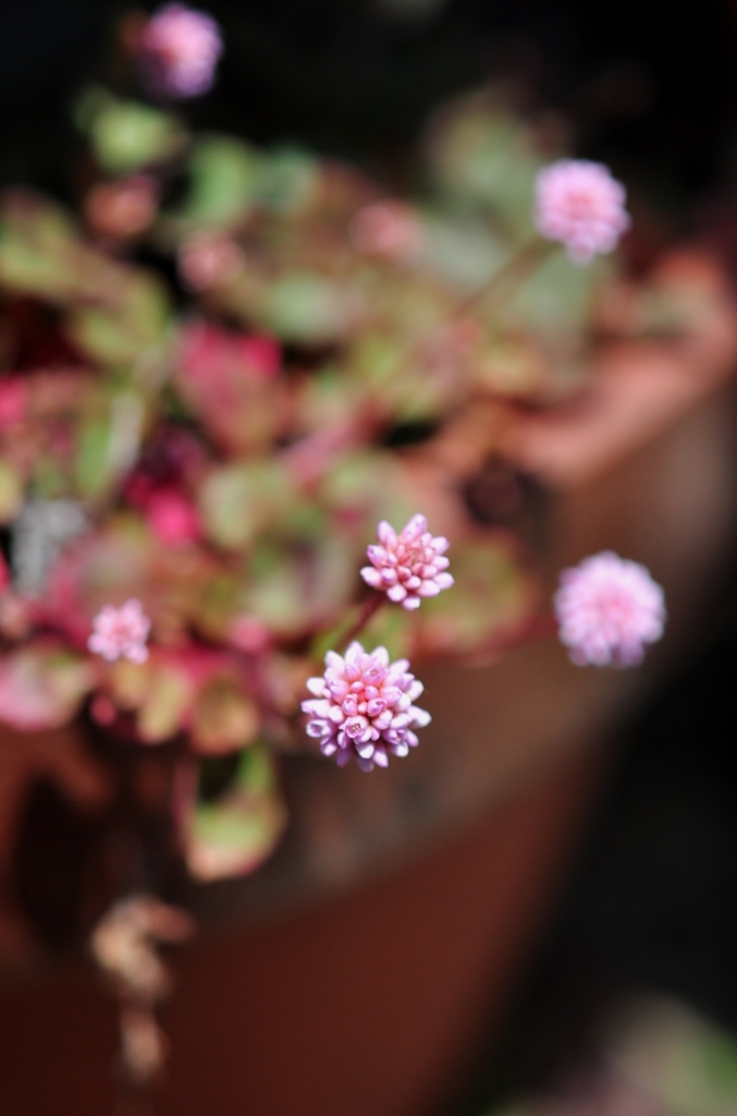 金平糖みたい（ライスアニー）