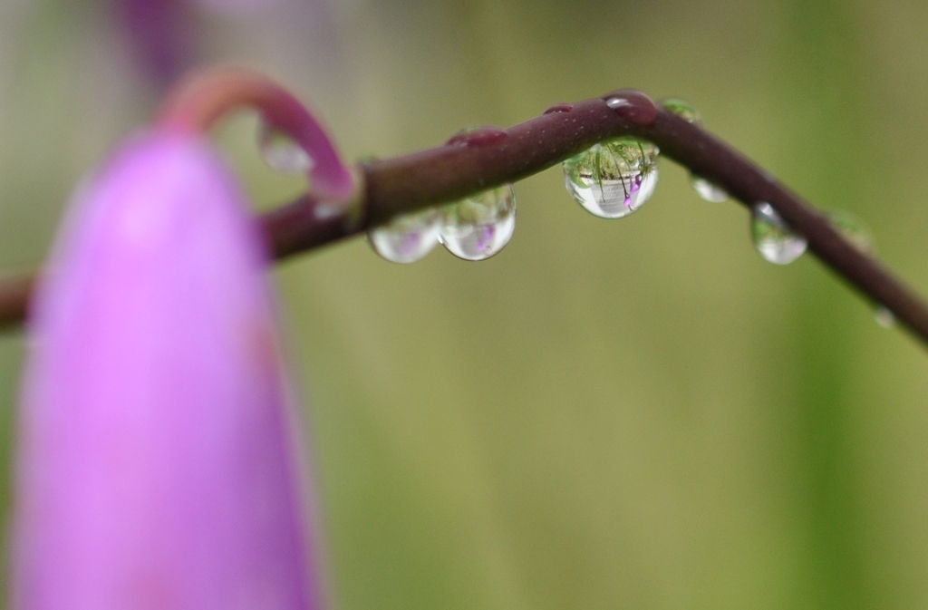 雨上がりの紫蘭