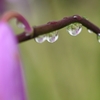 雨上がりの紫蘭