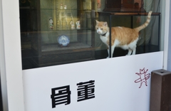 骨董品じゃないよ(=^・^=)