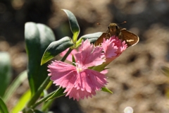 わたしのお花よ