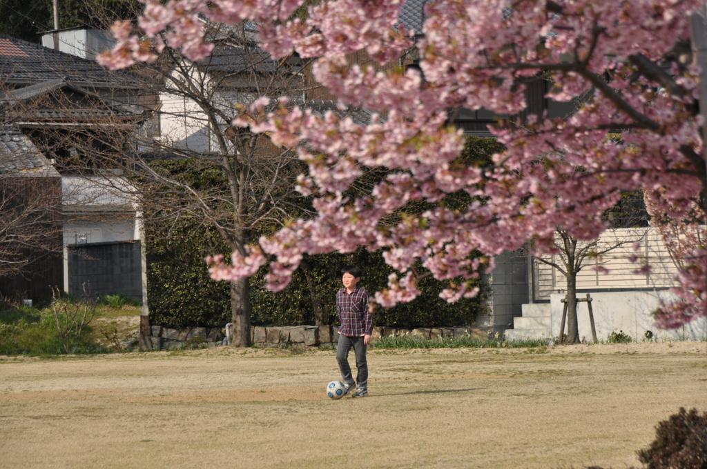 満開の公園で