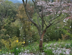 舞い散る花びら