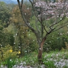 舞い散る花びら