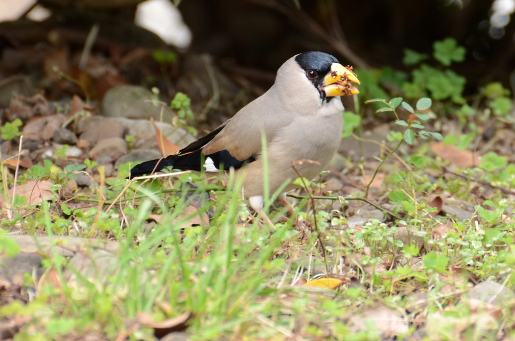 イカル（斑鳩）　♂