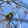 ふっくら