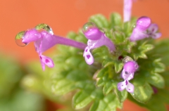 道端の小さな花　（ホトケノザ）