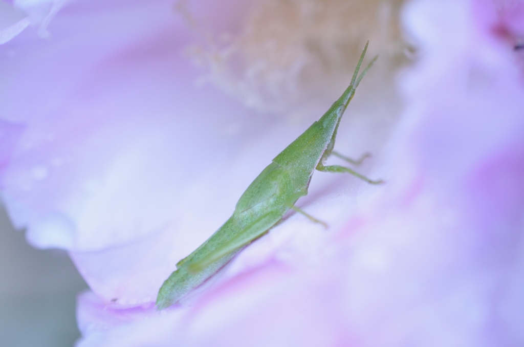 お花のベットで