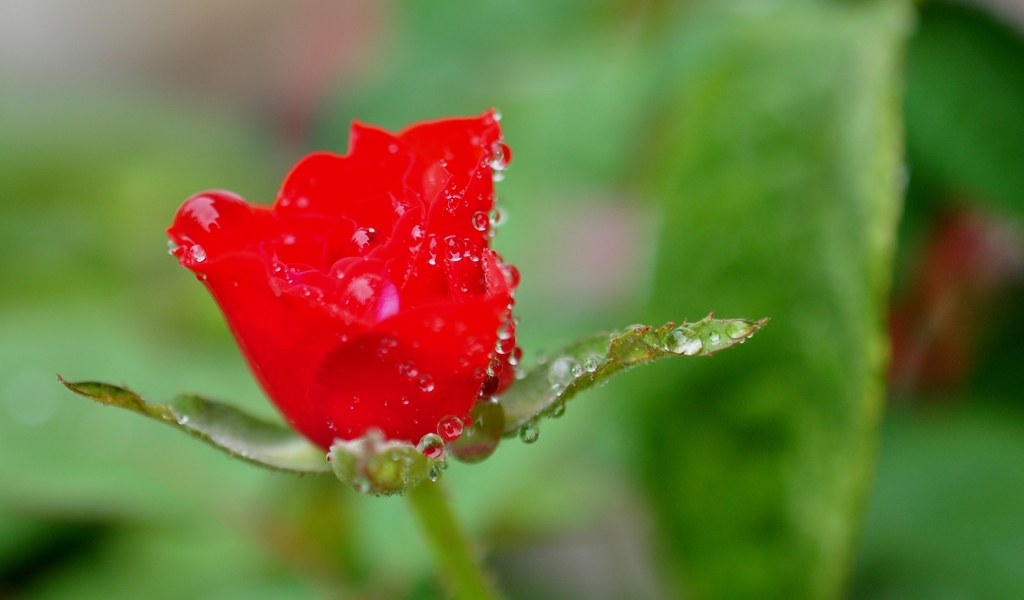 久々の雨　