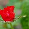 久々の雨　