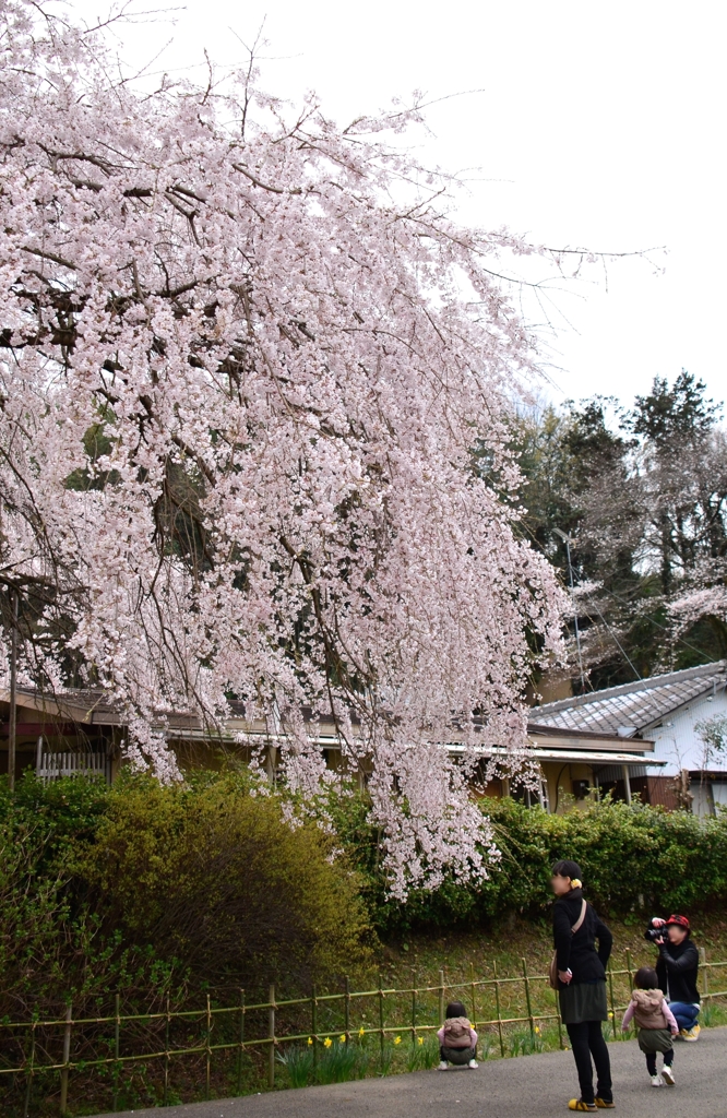 綾川の枝垂れ桜⑤