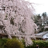綾川の枝垂れ桜⑤