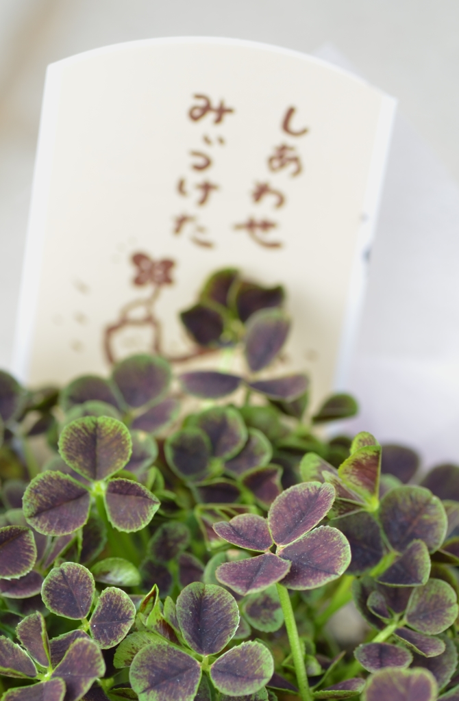 しあわせみぃつけた