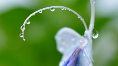 久々の雨