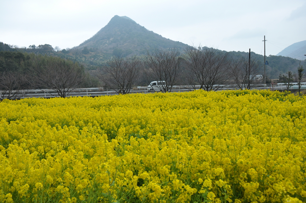 一面の菜の花