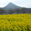 一面の菜の花