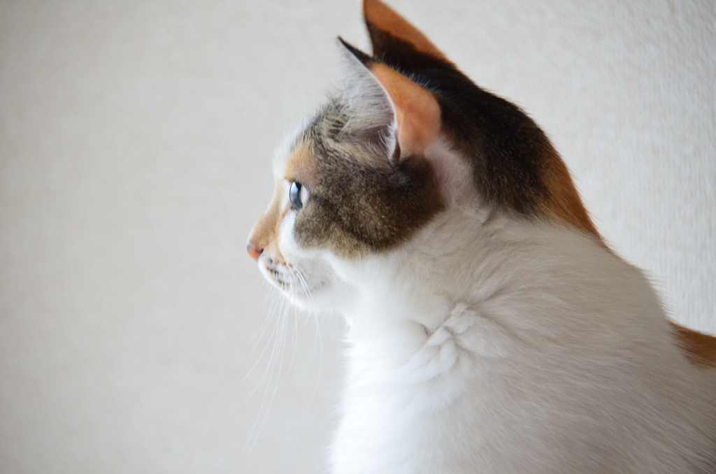 横顔