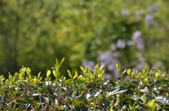 新茶の芽