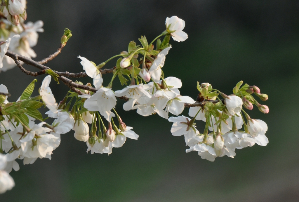 うす黄色の桜