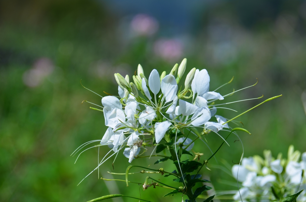 Ｗｈｉｔｅ