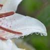 雨ばっかり