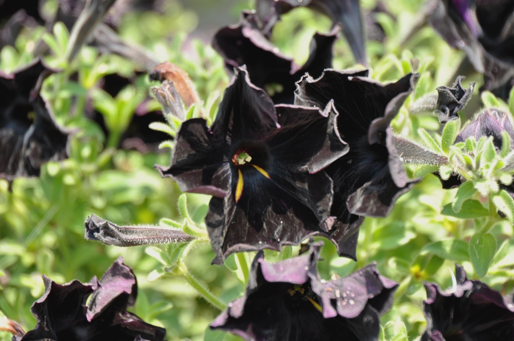 ブラックペチュニア